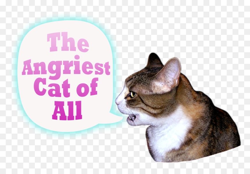 I Am A Very Angry Cat - Miracle Mountain Ranch, HD Png Download - angry cat png