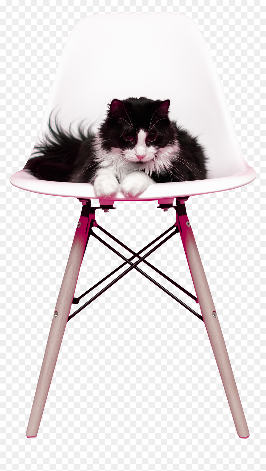 Cat On Chair - Rat, HD Png Download - whiskers png