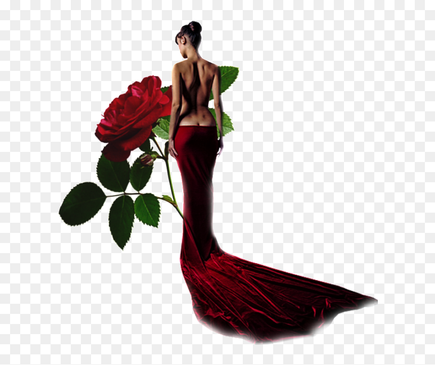Rose, HD Png Download - arden cho png