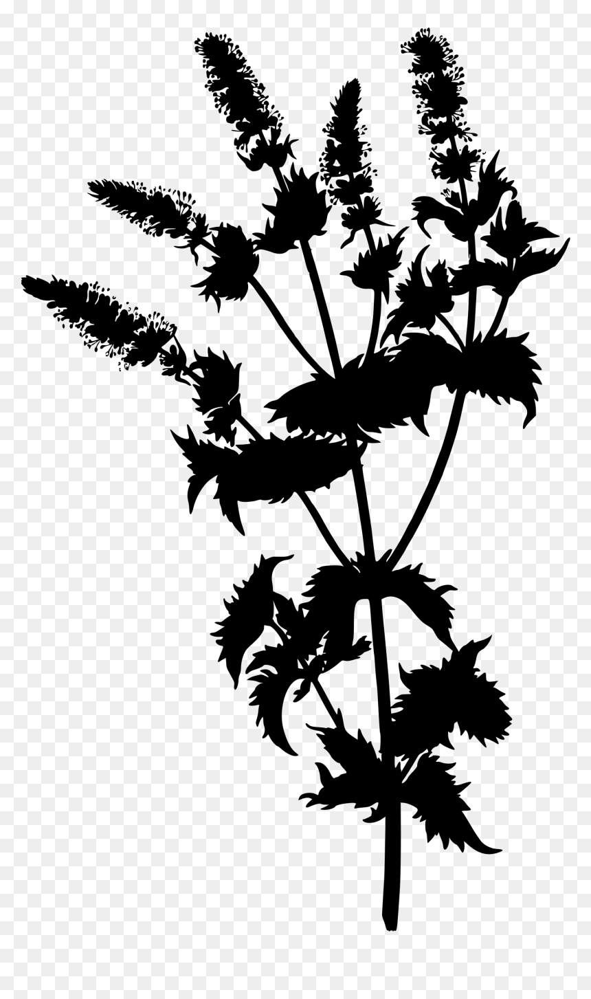 Spearmint Clip Arts - Botanical Drawing Vintage, HD Png Download - plant silhouette png