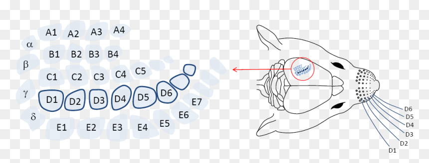 Mouse Whisker Number, HD Png Download - whiskers png