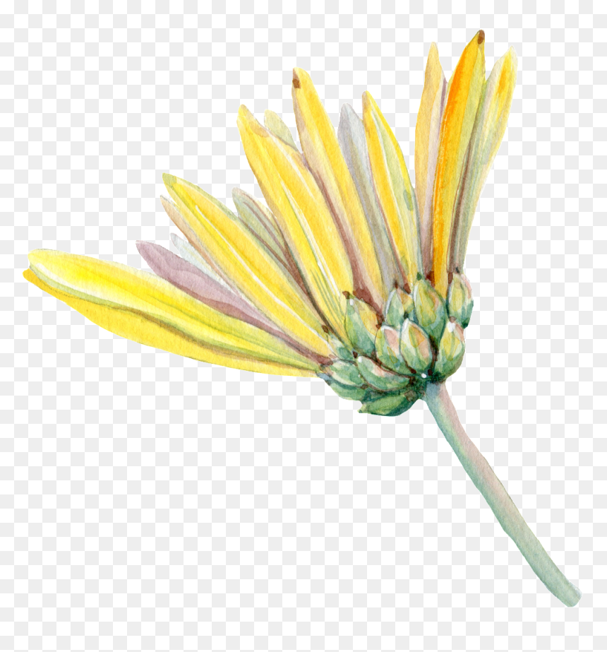Hand Painted A Chrysanthemum Png Transparent - African Daisy, Png Download - chrysanthemum png