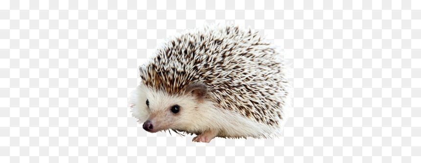 Small Hedgehog, HD Png Download - porcupine png