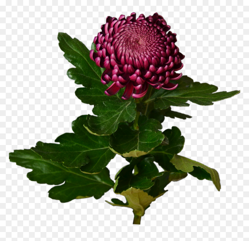 Burgundy Chrysanthemum Flower Shop Studio Flores - Chrysanths, HD Png Download - chrysanthemum png