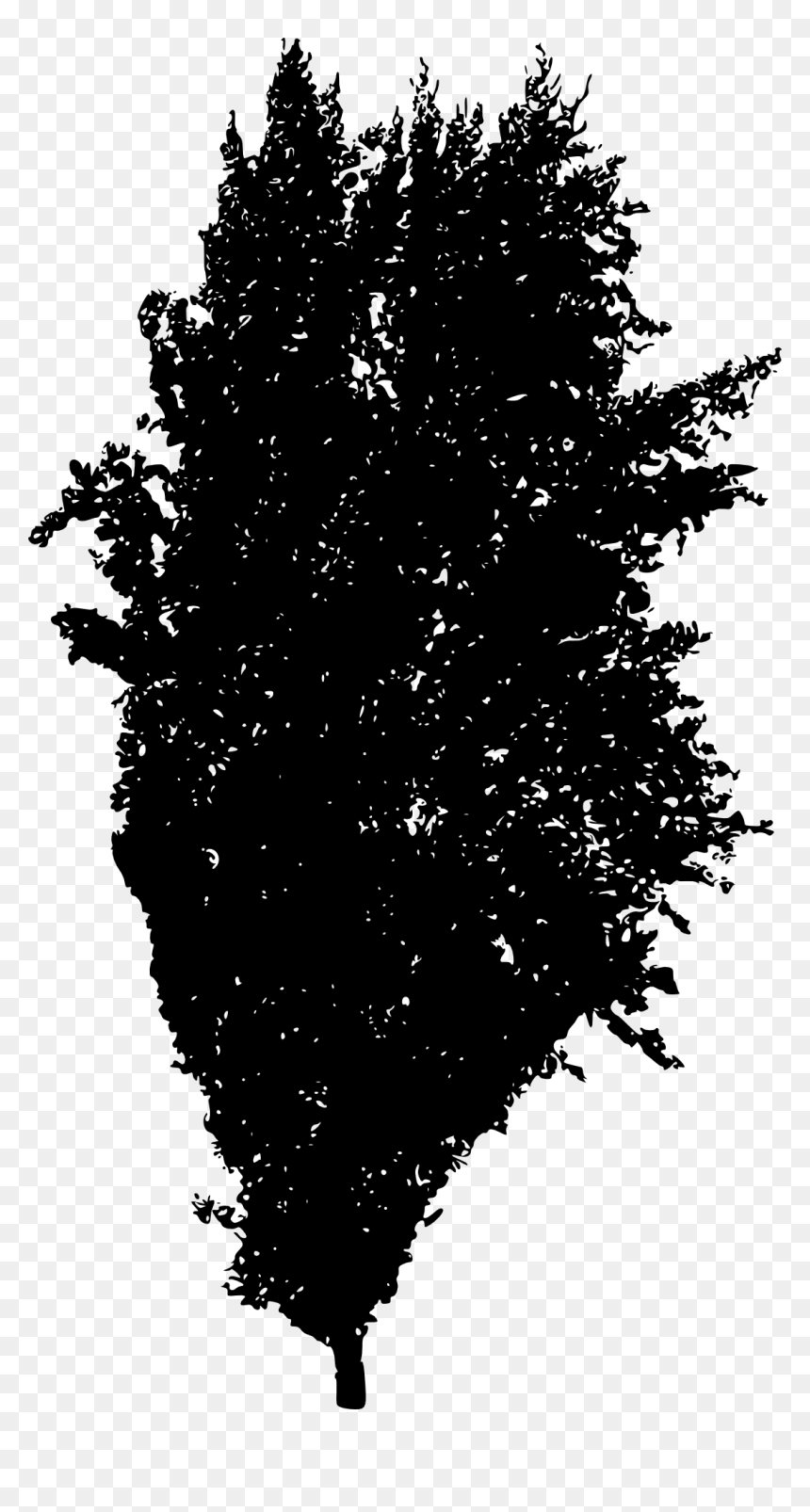 Tree Silhouette Spruce Woody Plant Fir - Larch, HD Png Download - plant silhouette png