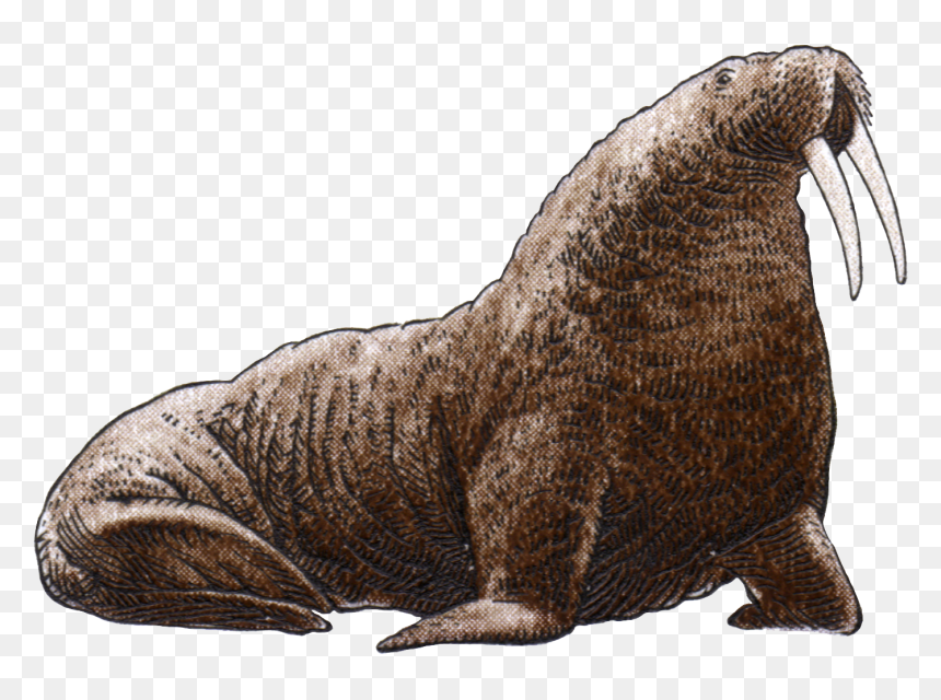Walrus Png Image File - Arctic Seal Transparent Background, Png Download - whiskers png
