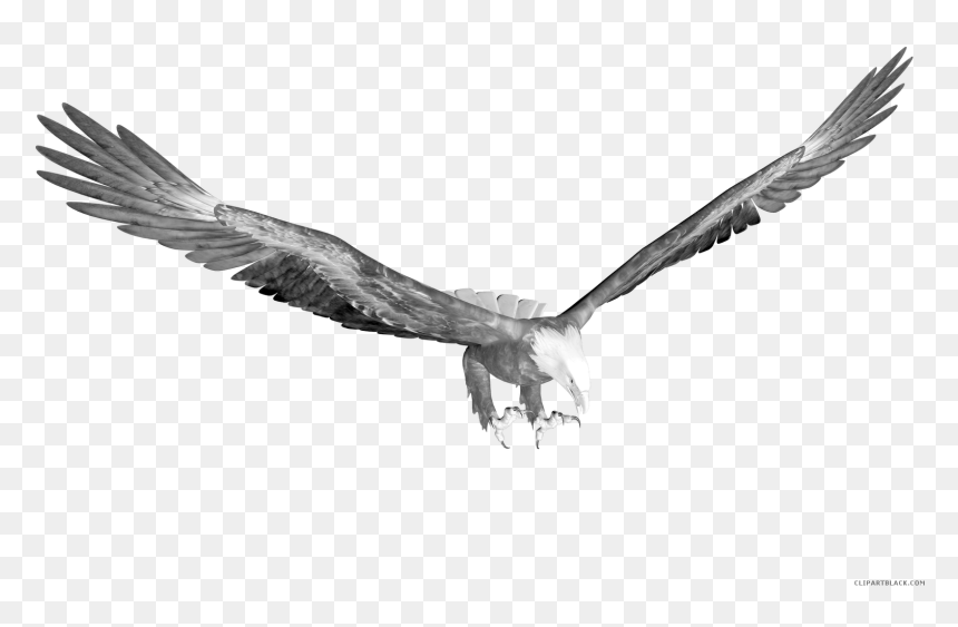 Page Of Clipartblack Com - Eagle Hunting Transparent, HD Png Download - nazi eagle png