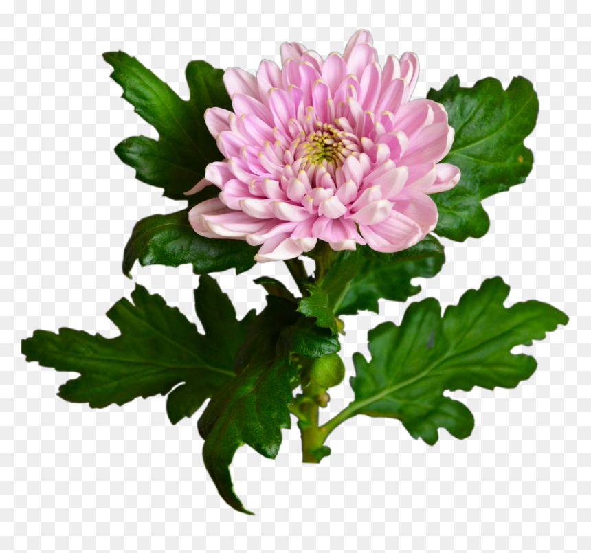 Pink Chrysanthemum Flower Shop Studio Flores - Chrysanths, HD Png Download - chrysanthemum png