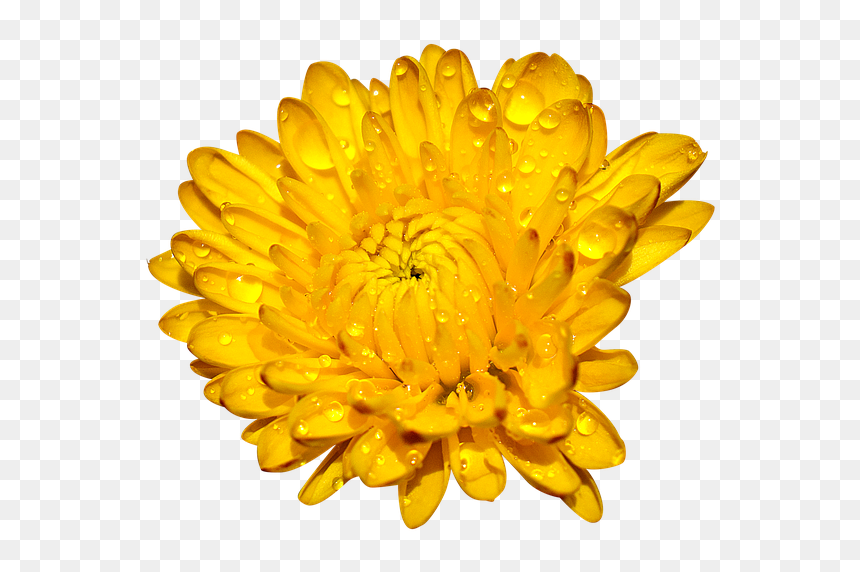 English Marigold, HD Png Download - chrysanthemum png