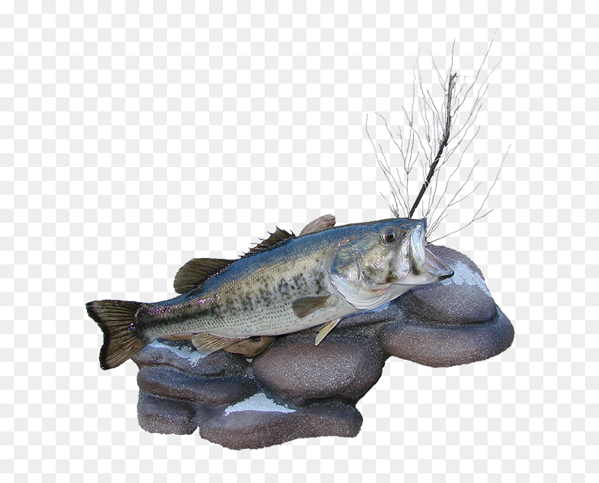 Largemouth Bass Mount , Png Download - Ikan Barramundi, Transparent Png - largemouth bass png