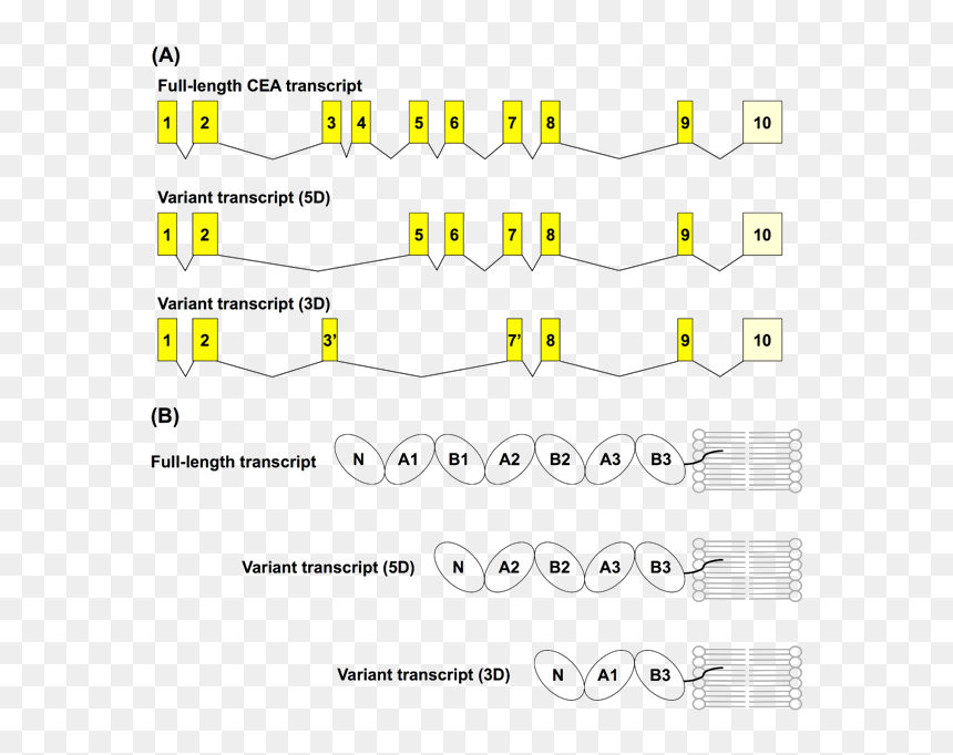 Structure Of Carcinoembryonic Antigen, HD Png Download - arden cho png