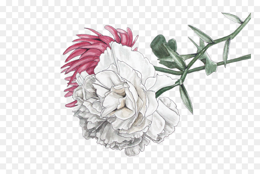 Chrysanthemum Illustration Png - Illustration Chrysanthemum Png, Transparent Png - chrysanthemum png
