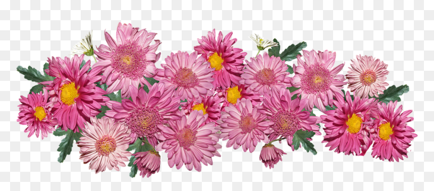 Chrysanthemum Pink Png, Transparent Png - chrysanthemum png