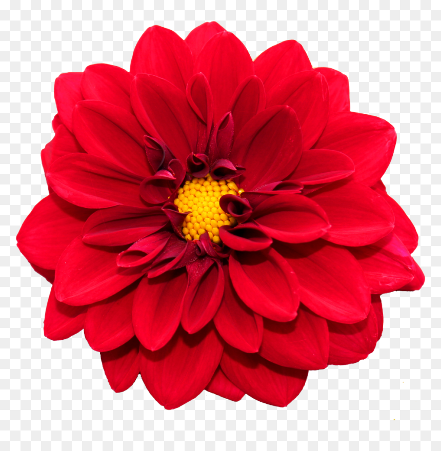 Flower Png Image - Flower Png Transparent, Png Download - red flowers png
