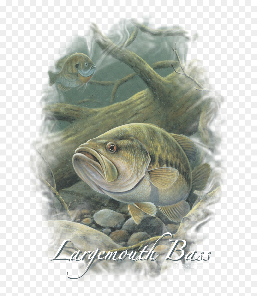 Wildlife In Deep Men"s Regular Fit T-shirt - Bass, HD Png Download - largemouth bass png