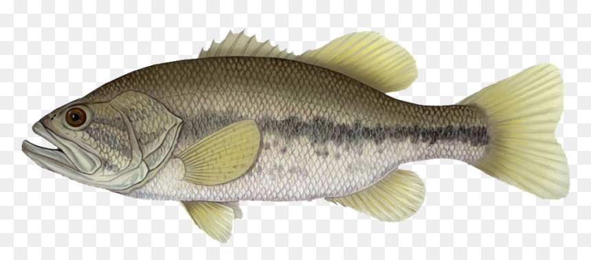 The Largemouth Bass Is Considered By Some To Be The - Transparent Background Largemouth Bass Png, Png Download - largemouth bass png
