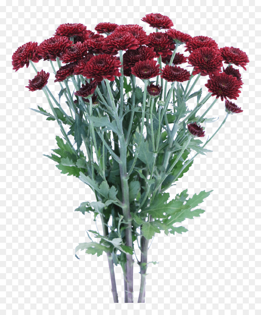 Chrysanthemums Png, Transparent Png - chrysanthemum png