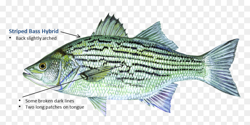 Striped Bass Hybrid - Hybrid Bass, HD Png Download - largemouth bass png