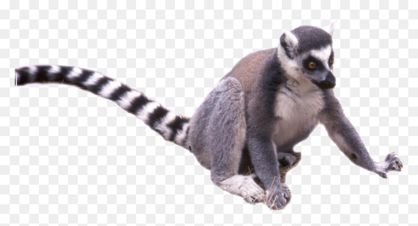 Lemur Png Transparent, Png Download - tail png