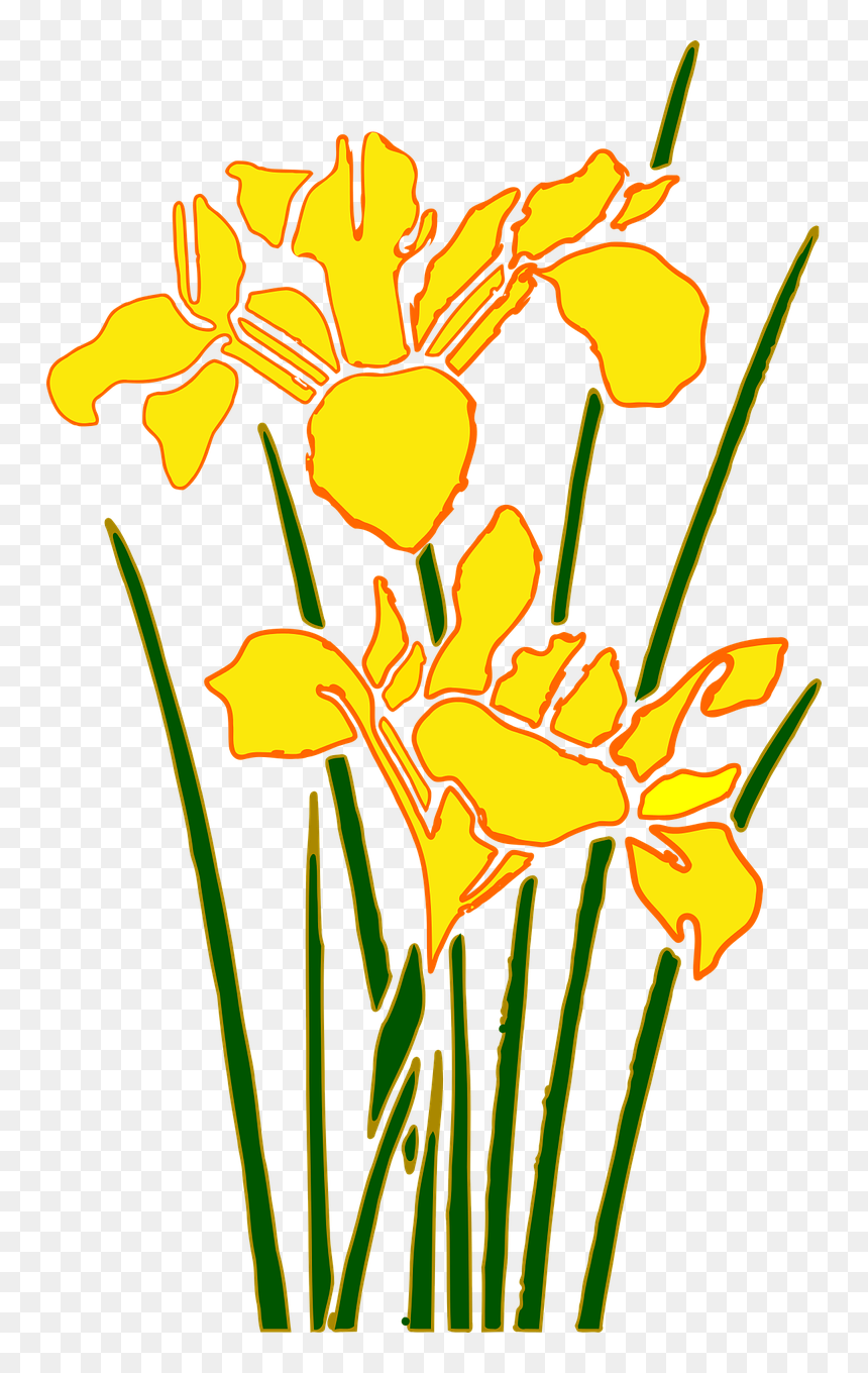 Plant,flora,petal - Yellow Iris Flower Cartoon, HD Png Download - flower cartoon png