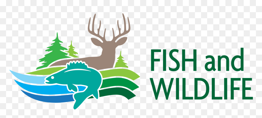 Fish And Wildlife - Ontario Fish And Wildlife Conservation Act, HD Png Download - deer head png