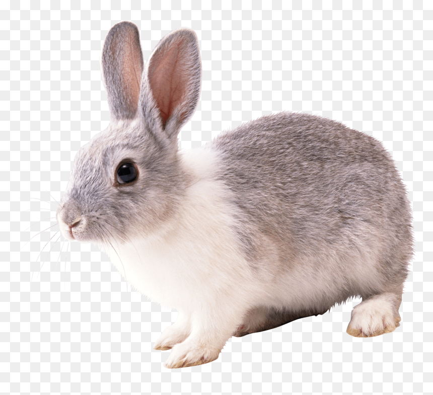 Rabbit Png, Transparent Png - white rabbit png