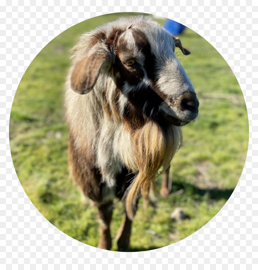 Harley - Goat, HD Png Download - goat head png