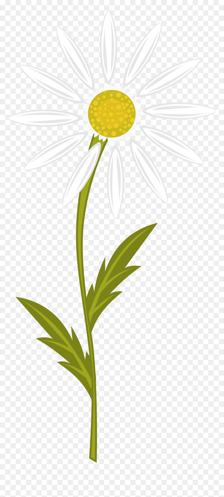 Camomile Clipart, HD Png Download - flower cartoon png