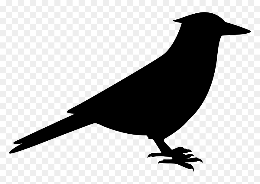 American Crow Fauna Common Raven Silhouette - Perching Bird, HD Png Download - raven silhouette png