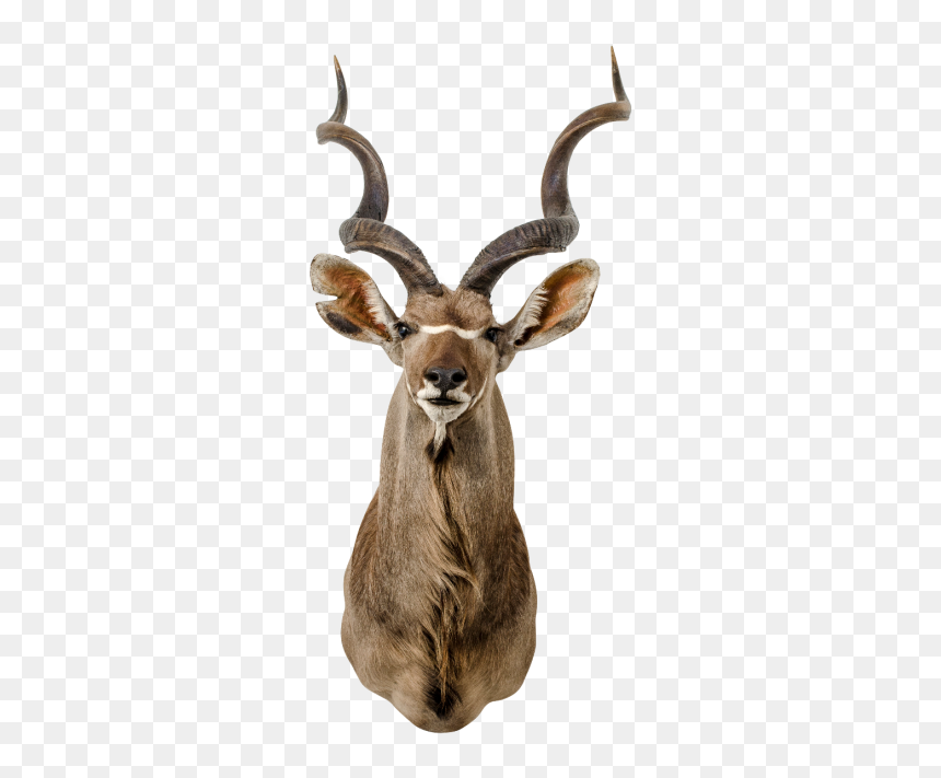 Kudu, HD Png Download - deer head png