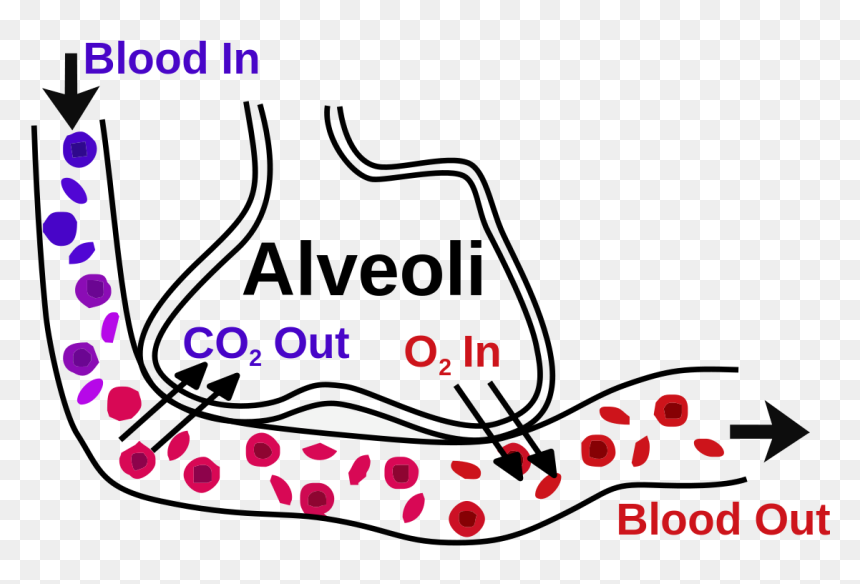 Gas Exchange, HD Png Download - blood border png