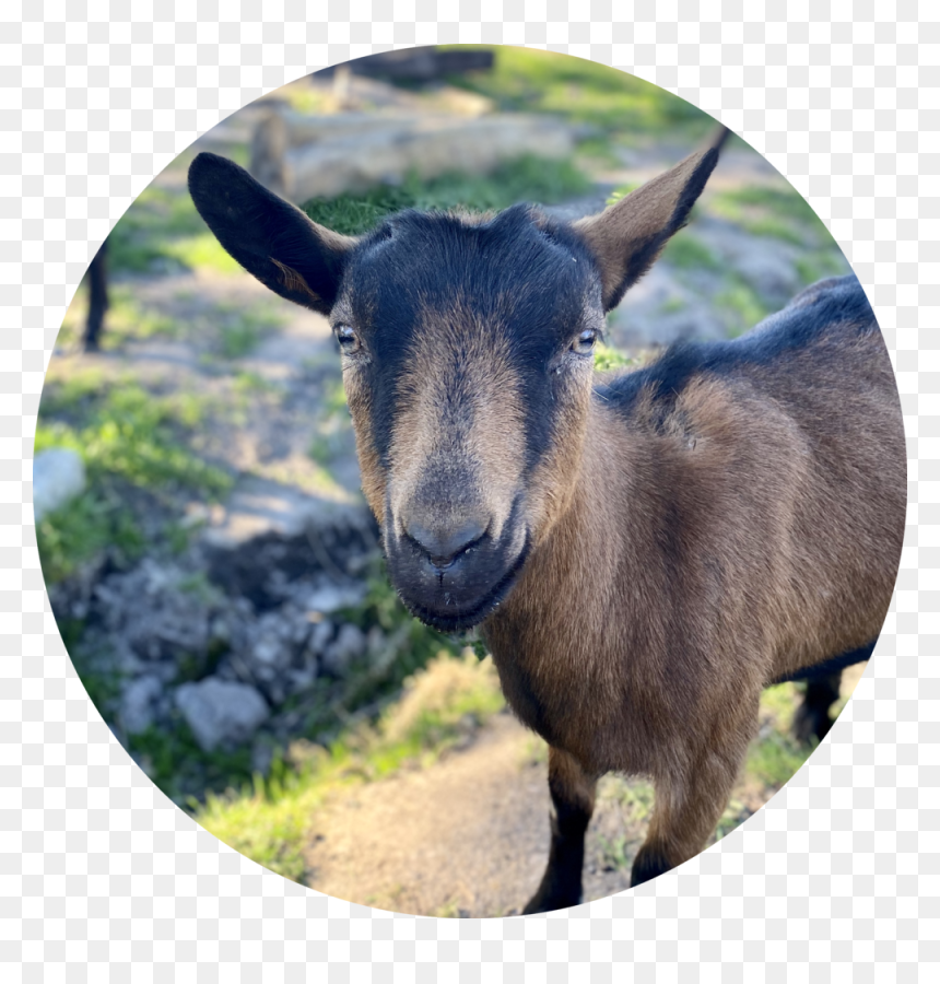 Babette - Goat, HD Png Download - goat head png
