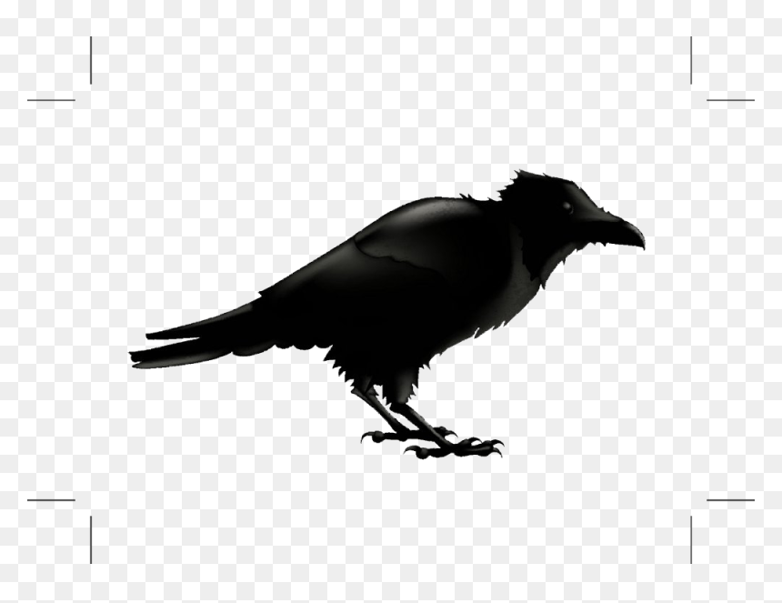 Common Raven Silhouette Stock Photography Illustration - Cartoon Raven, HD Png Download - raven silhouette png