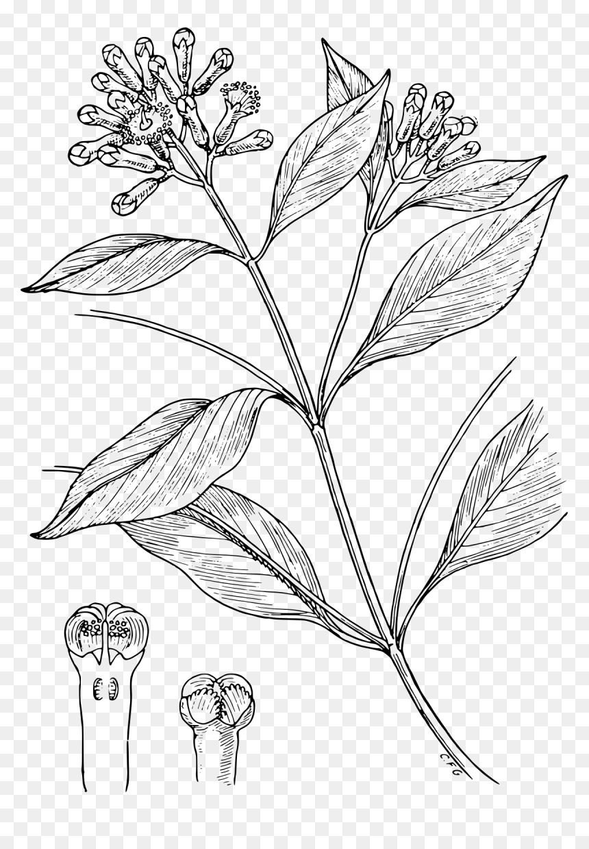 Clove Plant Images Sketch, HD Png Download - spices png