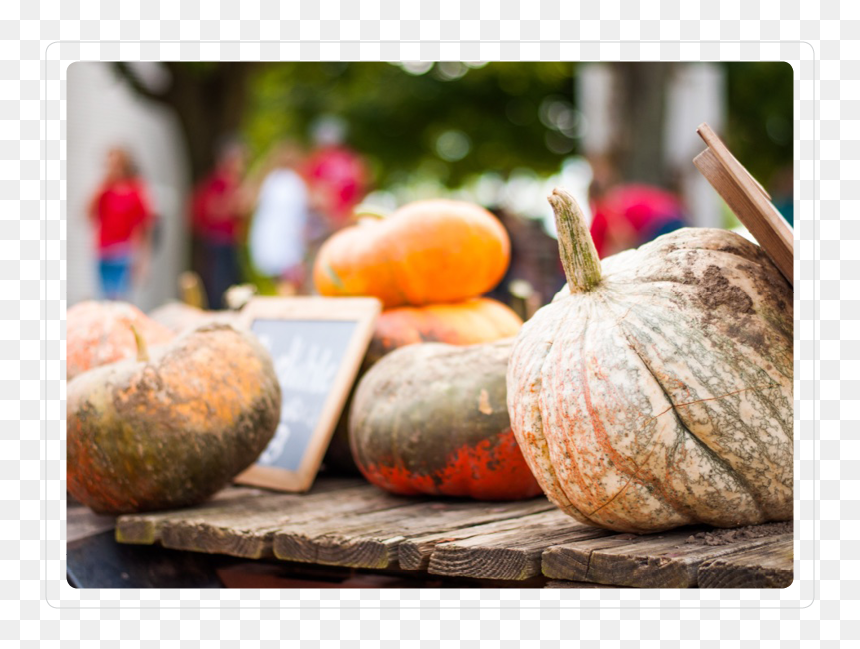 Pumpkins 3 - Pumpkin, HD Png Download - thanksgiving pumpkin png