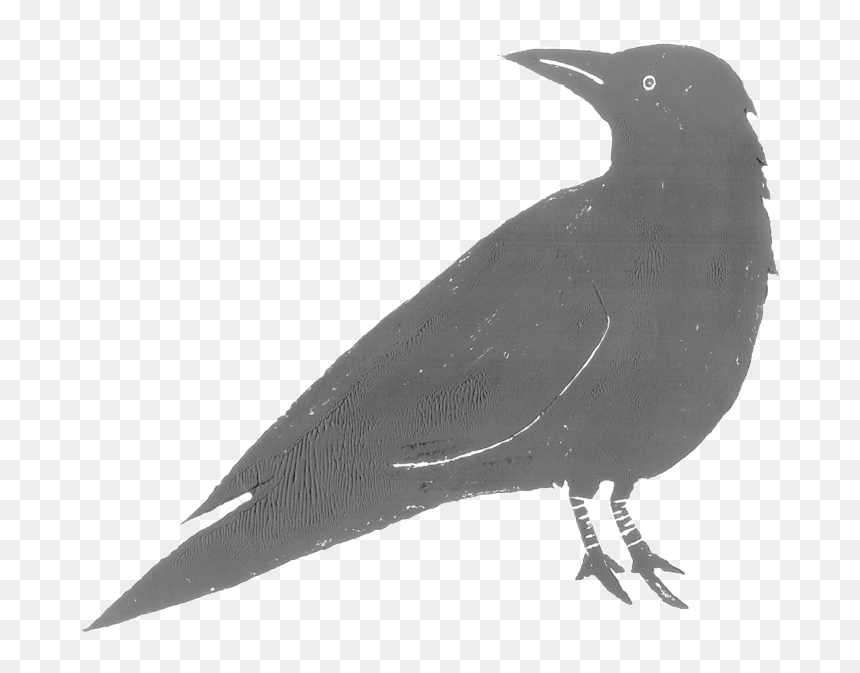 Raven Feather Png , Png Download - American Crow, Transparent Png - raven silhouette png
