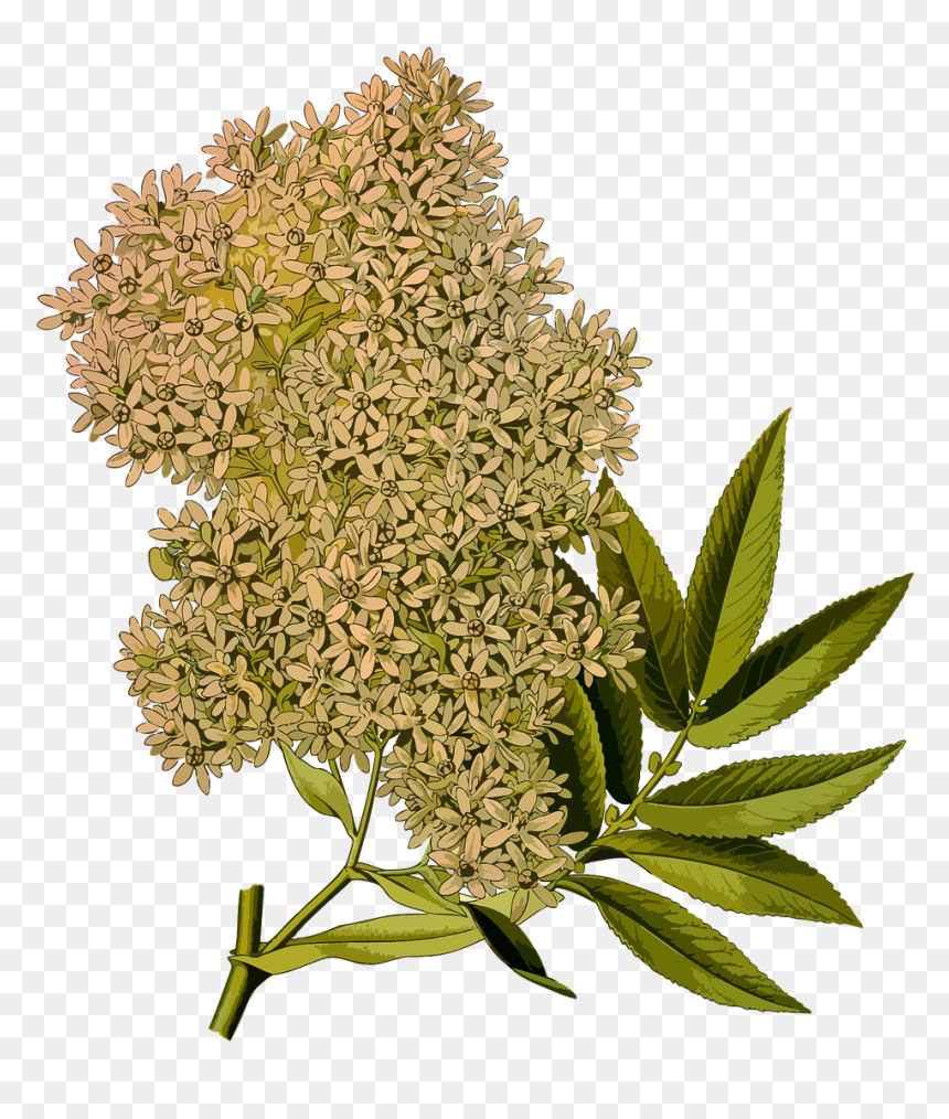 Plantas Africa Png, Transparent Png - redwood tree png