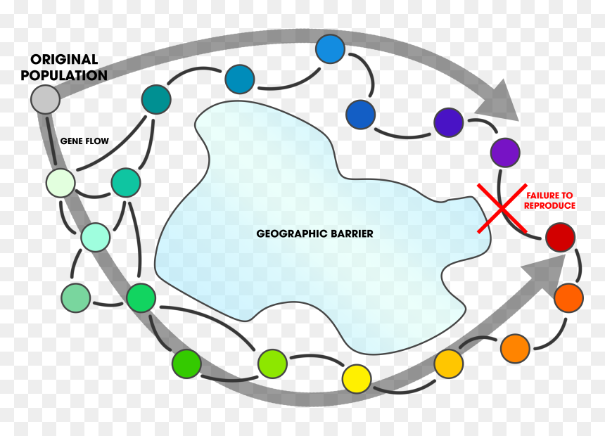 Ring Species, HD Png Download - circle ring png