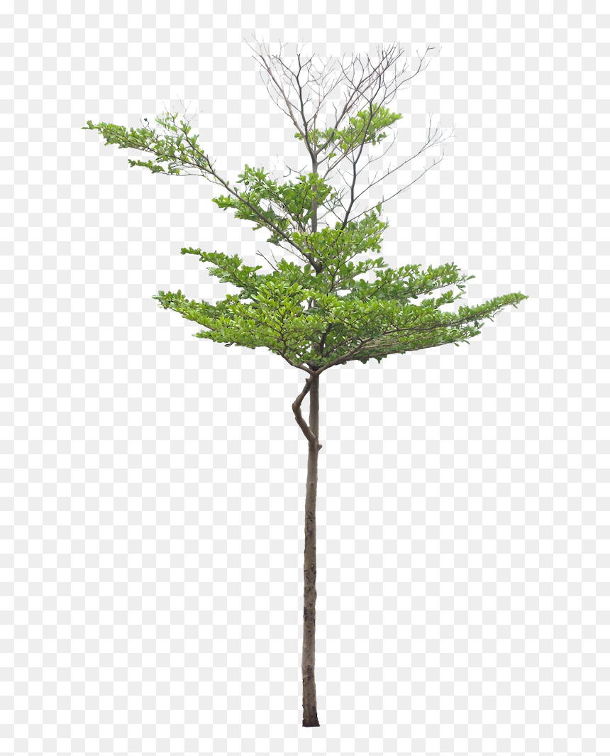 Bamboo Sketchup, HD Png Download - redwood tree png