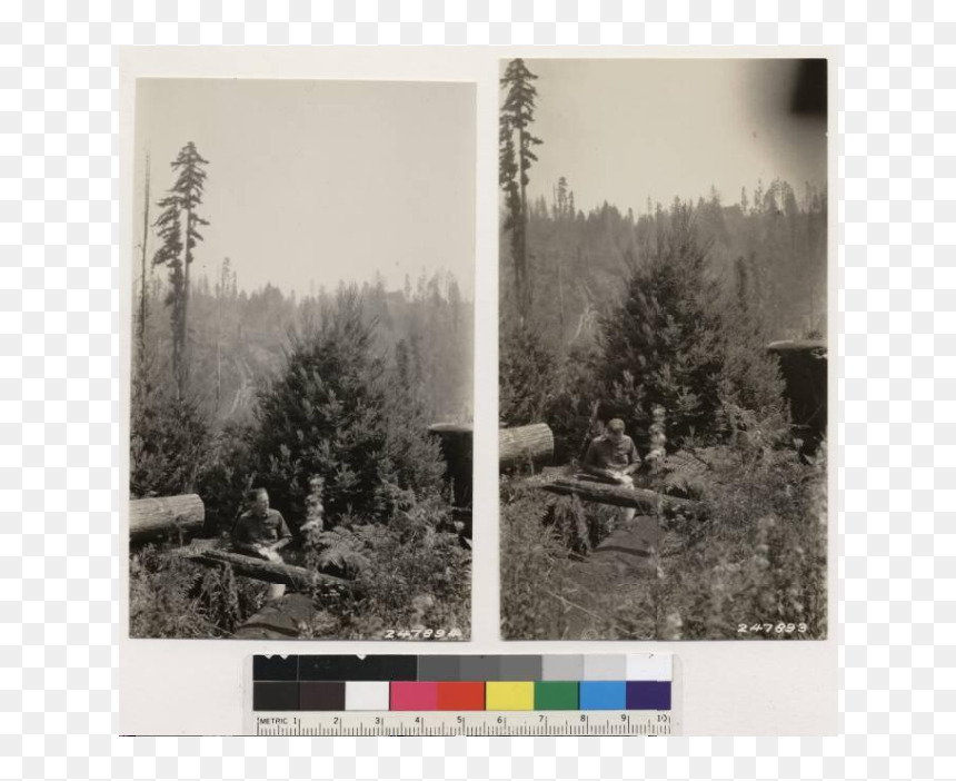 Redwood Stump Sprouts In Same Vicinity As - Photograph, HD Png Download - redwood tree png
