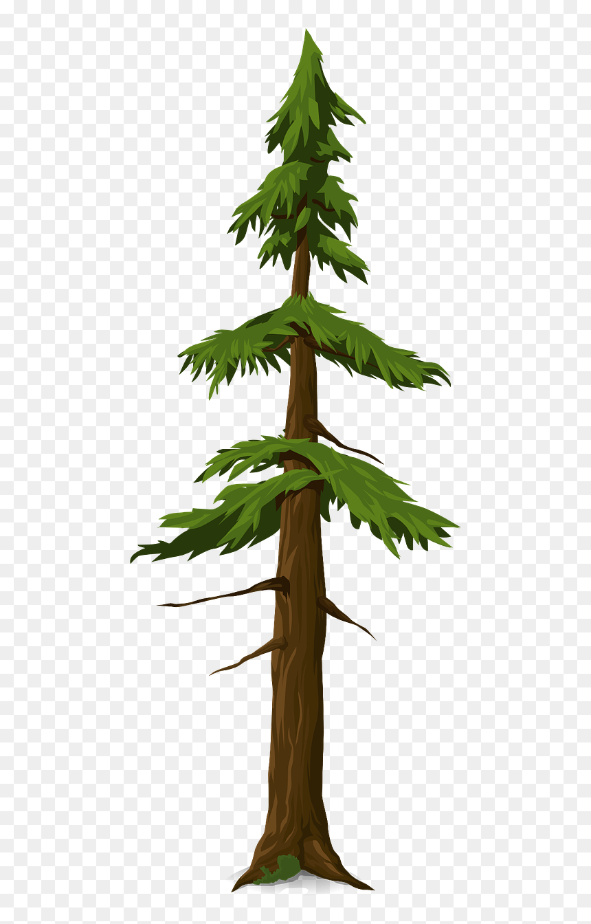 Batang Cemara, HD Png Download - redwood tree png