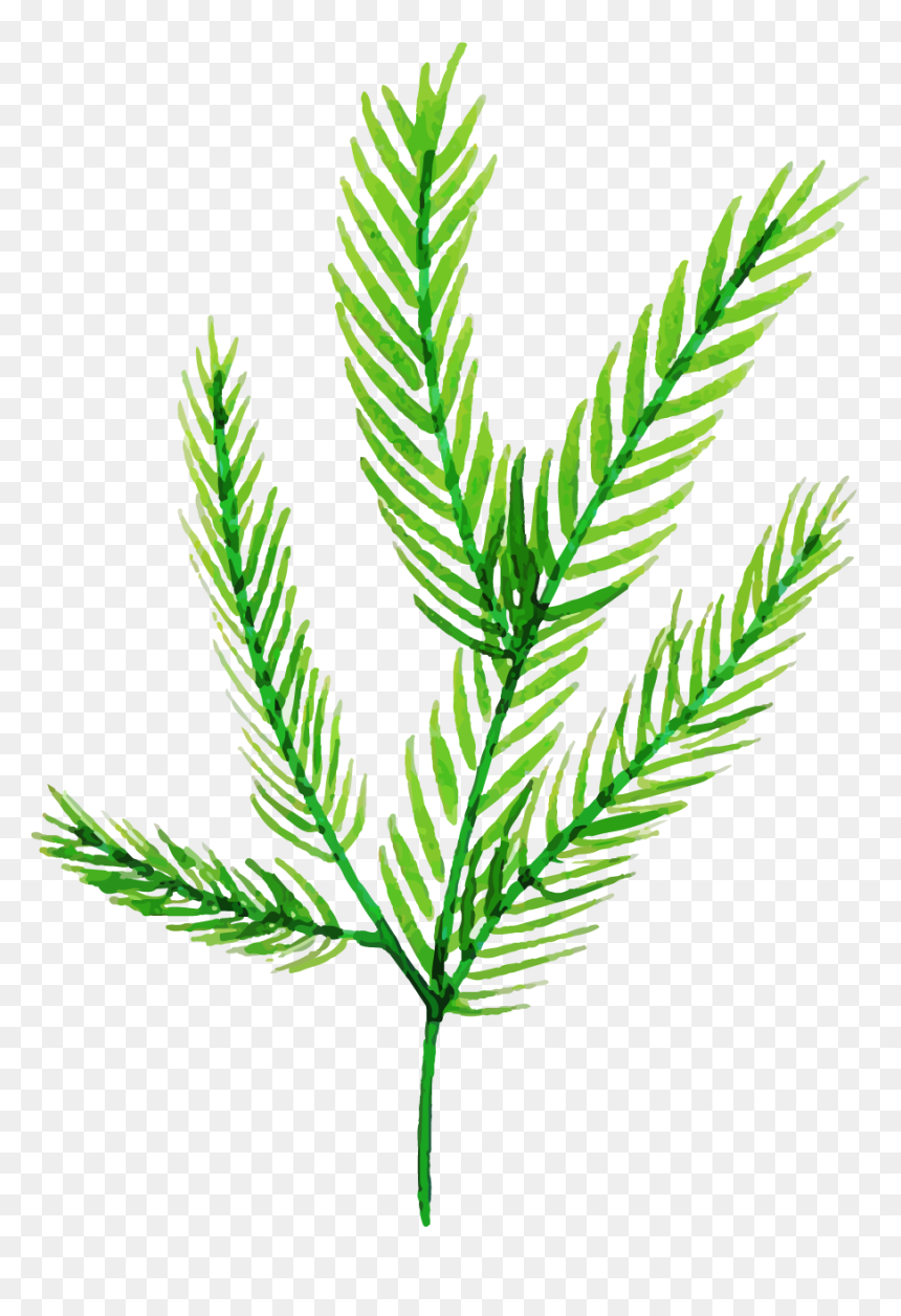 Illustration, HD Png Download - redwood tree png