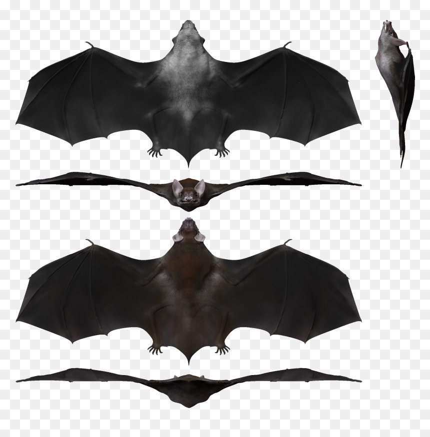 Palaeochiropteryx Render Sheet - Palaeochiropteryx, HD Png Download - sheet png