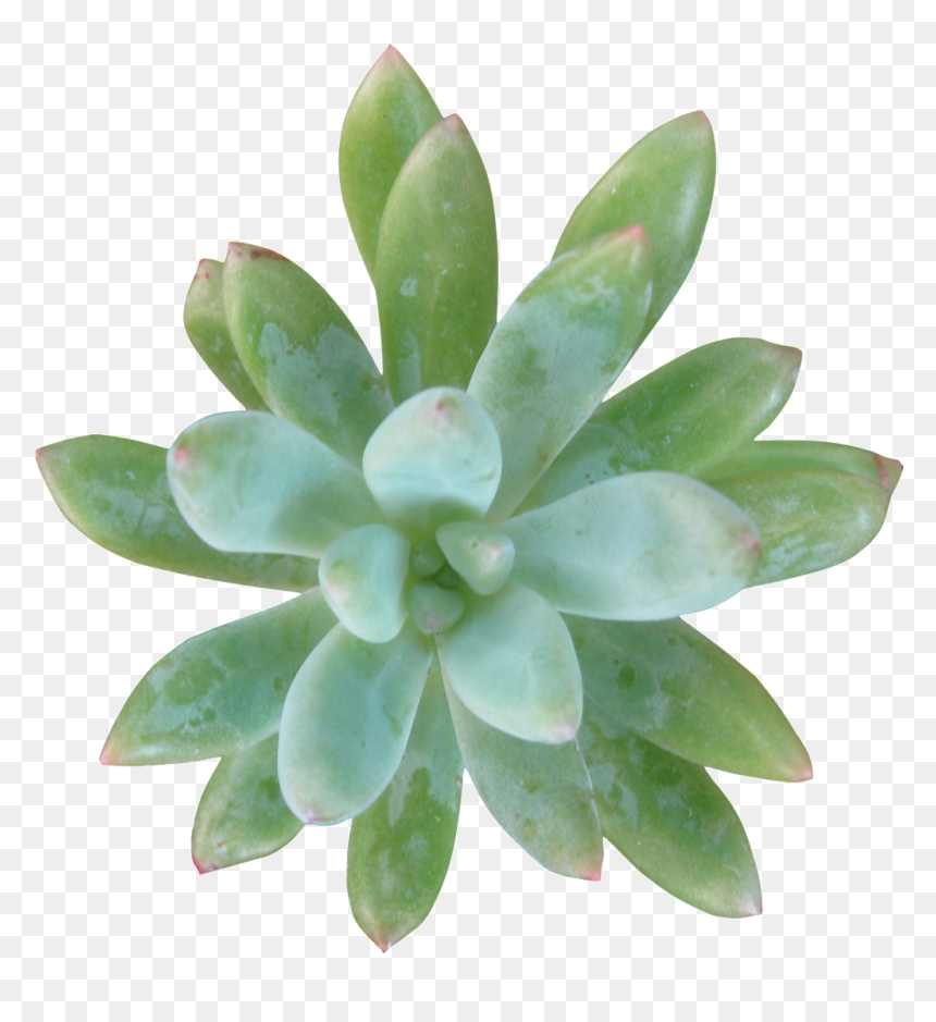 Green Succulent Succulent Transparent, HD Png Download - ozuna png