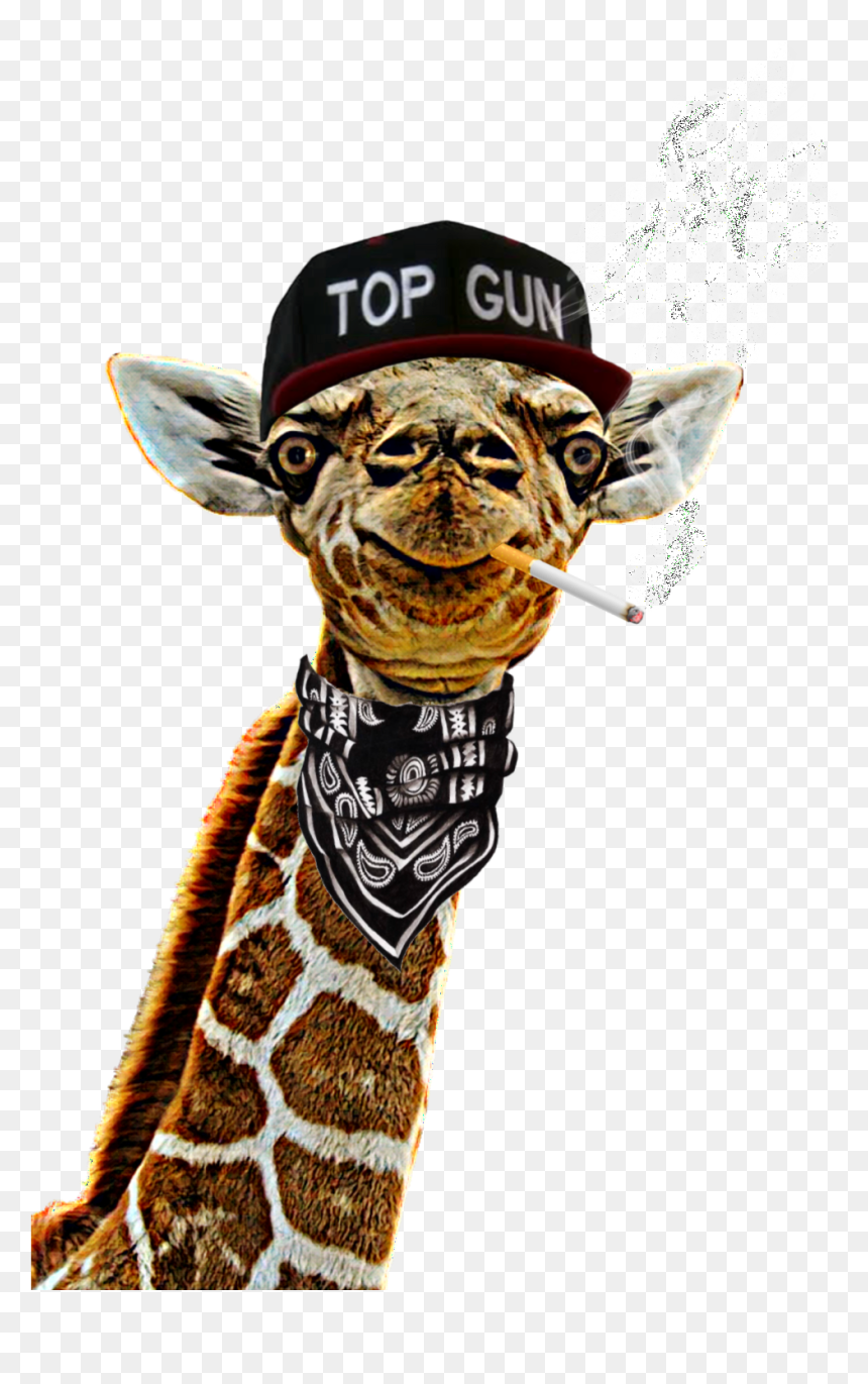 #freetoedit #ggiraffe #giraffestickerremix #neckgameonpoint - Giraffe, HD Png Download - top gun hat png