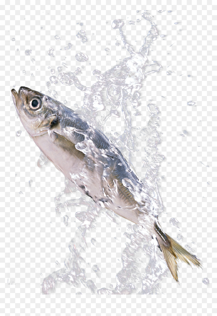 Png Download In The Splash - Sardines Fish Splashing In Water, Transparent Png - water splashing png
