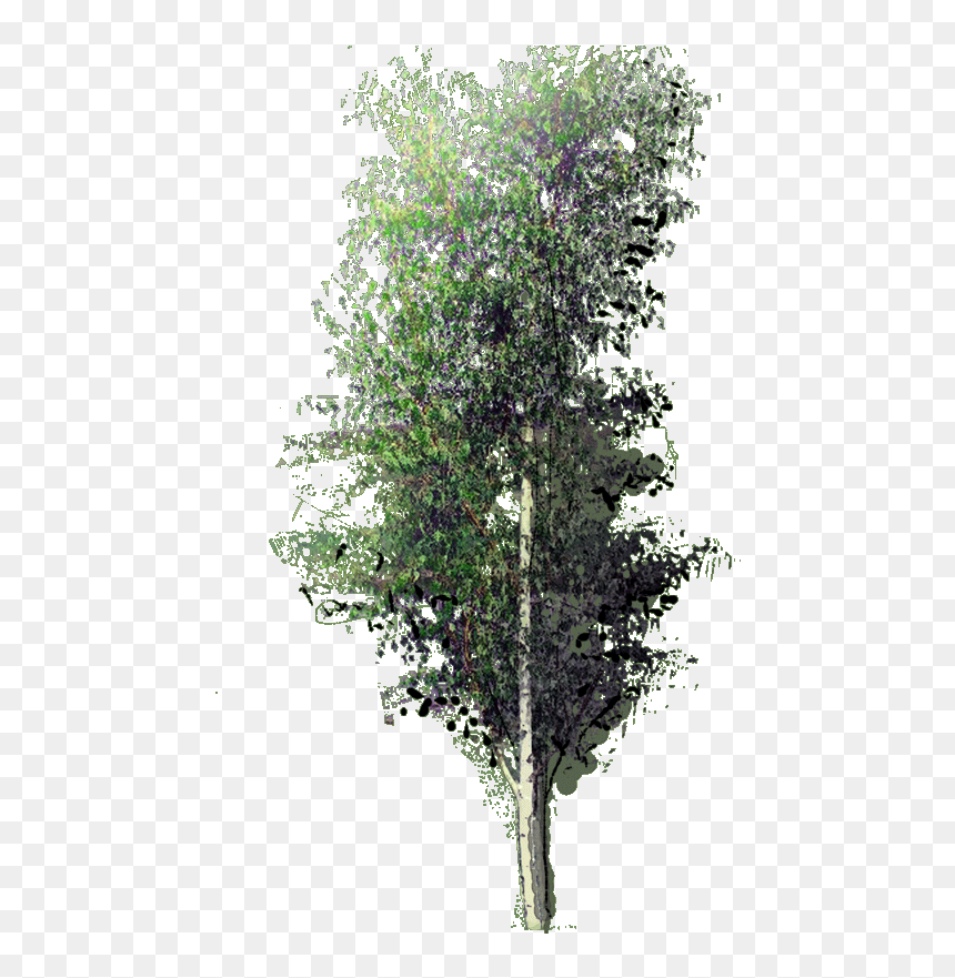 Betula Pendula Fastigata W 23 Jan - Betula Pendula Png, Transparent Png - river birch png