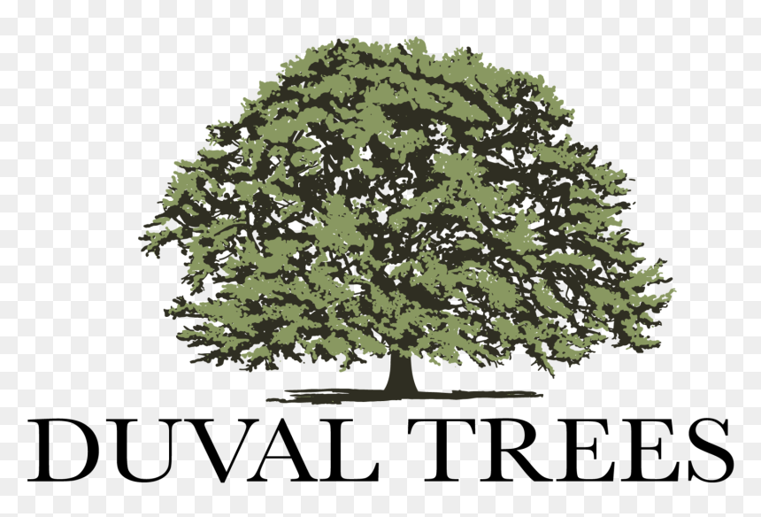 River Birch Png - American Holly, Transparent Png - river birch png