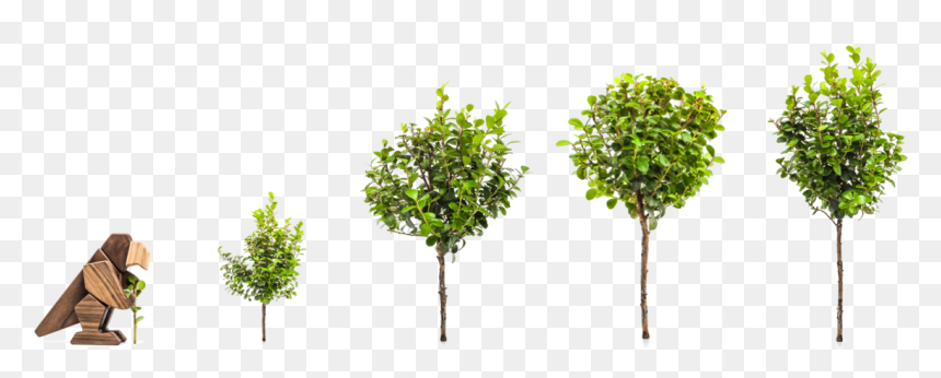 Plane, Png Download - Plane, Transparent Png - river birch png