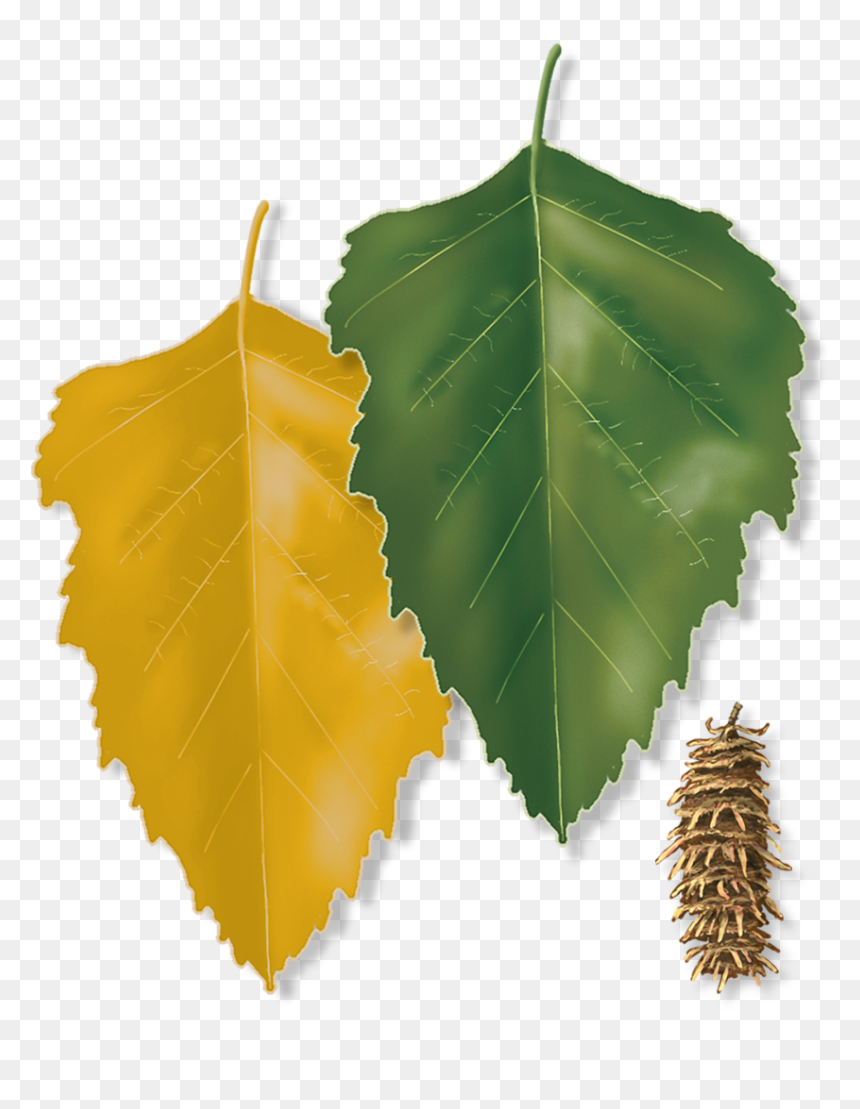 Simple Leaf, HD Png Download - river birch png